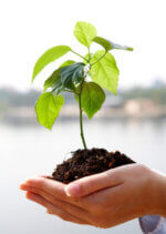 Plante et sa motte de terre dans le creux des mains